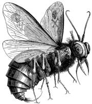 Beelzebub as depicted in Collin de Plancy's Dictionnaire Infernal (Paris, 1825).